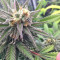 Grandaddy Purple (Big Head Seeds) Cannabis-Samen