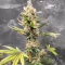 Mango Sherbert Autoflower feminisierte Samen (Humboldt Seed Company)
