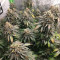 Mimosa EVO feminisierte Samen (Barney's Farm)