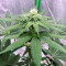 Mimosa (Herbies USA Express)