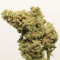 Original Cinderella Auto Samen feminisiert (Fast Buds)