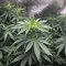 Runtz Triploid (Advanced Seeds)