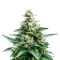 Sherbet Moonrocks (Original Sensible Seeds)