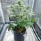 Super Boof Auto feminisierte Samen (Fast Buds)
