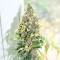 Tropicanna Poison F1 Fast Version feminisiertes Saatgut (Sweet Seeds)