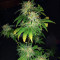WiFi Kush feminisierte Samen (AlphaFem Seeds)