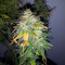 Original Auto AK (Fast Buds) Cannabis-Samen
