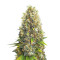 Black Jack (Sweet Seeds) Cannabis-Samen