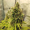 CBD Blue Shark (Barney's Farm) Cannabis-Samen