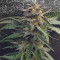 Girl Scout Cookies Auto (Garden Of Green) Cannabis-Samen