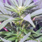 Julies Cookies (Big Head Seeds) Cannabis-Samen