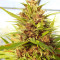 Malawi x PCK (Ace Seeds) Cannabis-Samen