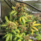 Original Auto BubbleGum (Fast Buds) Cannabis-Samen