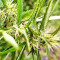 Panama Haze (Ace Seeds) Cannabis-Samen