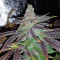 Pineapple (Seedstockers) Cannabis-Samen