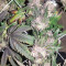 Sherbet (Seedstockers) Cannabis-Samen