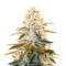 Strawberry Glue (T.H. Seeds) Cannabis-Samen