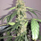 Super Auto Lemon Haze (Original Sensible Seeds) Cannabis-Samen