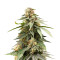 Critical Auto (Xtreme Seeds) Cannabis-Samen