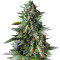 Watermelon Z (Pyramid Seeds) Cannabis-Samen