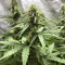 White Widow Autoflowering CBD (Dinafem Seeds) Cannabis-Samen
