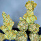 Blackberry Moonrocks feminisierte Samen (AlphaFem Seeds)
