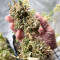 Blue Dream Autoflower feminisierte Samen (Seedkeepers)