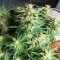 Diesel Berry Auto (Auto Seeds) Cannabis-Samen