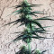 Girl Scout Cookies Auto (Auto Seeds) Cannabis-Samen