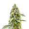 Hero Cookies feminisierte Samen (AlphaFem Seeds)