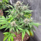 Keep Frosted Guava Autoflower feminisierte Samen (Seedkeepers)