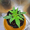 Lemon Haze Auto (Expert Seeds) Cannabis-Samen