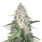 Moby Dick #2 (Dinafem Seeds) Cannabis-Samen