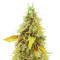 OG's Kush (BlimBurn Seeds) Cannabis-Samen