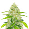 Original Auto Chemdawg (Fast Buds) Cannabis-Samen
