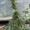 Gelato Auto Cannabis-Samen Kaufen