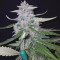 Royal Gorilla Cannabis-Samen Kaufen