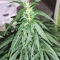 Bruce Banner #3 Auto Cannabis-Samen Kaufen