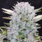 Lemon Pie Auto (Fast Buds) Cannabis-Samen zu verkaufen