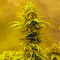 Tropicanna Banana (Barney's Farm) Cannabis-Samen zu verkaufen