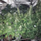 Grandaddy Purple (BlimBurn Seeds) Cannabis-Samen zu verkaufen