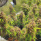 Original Auto Jack Herer (Fast Buds) Cannabis-Samen zu verkaufen