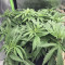 Girl Scout Cookies (Garden Of Green) Cannabis-Samen zu verkaufen