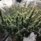 Gorilla Cookies Auto (Fast Buds) Cannabis-Samen zu verkaufen