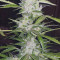 Blue Auto Mazar Cannabis-Samen Kaufen
