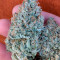White Rhino (GHS) Cannabis-Samen zu verkaufen