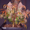 Kaufe Skywalker Haze Samen feminisiert von Dutch Passion