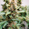 Auto Critical Orange Punch Cannabis-Samen Kaufen