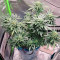 Sweet Nurse Auto CBD (Sweet Seeds) Cannabis-Samen zu verkaufen