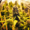 Strawberry Cough (Dutch Passion) Cannabis-Samen zu verkaufen